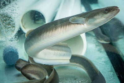 An American eel swims in a tank at Natel Energy headquarters.