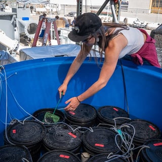 In collaboration with researchers at UC Davis, Natel completed a study assessing the effects of turbine passage on white sturgeon. 