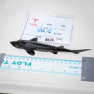 Fish passage testing at Natel with white sturgeon.