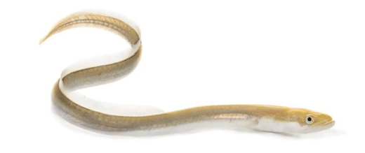 American Eel from Anthropocene Magazine