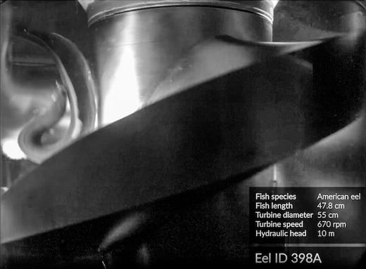 An American eel passes unharmed through a Natel FishSafeTM turbine, as part of a study conducted with the Pacific Northwest National Laboratory