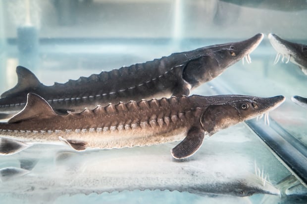 Sturgeon