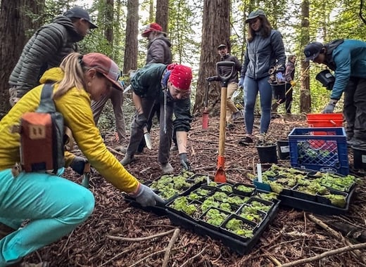 Natel team members plant native plants.